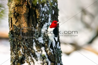 Red Headed Woodpecker Clinging to Tree in Snow