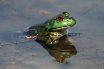 American Bullfrog Reflections