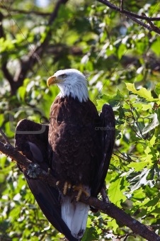 Bald Eagle Wings Slightly Spread in Tree