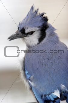 Blue Jay Closeup in the Snow