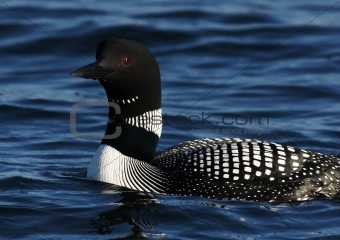 Adult Common Loon