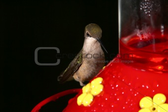 Female Ruby Throated Hummingbird at Feeder