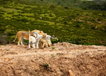 white lions in savanna