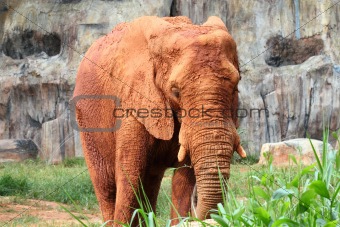 african elephants contaminated mud
