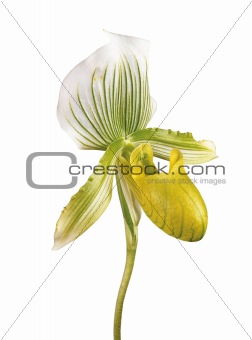 Perfect yellow orchid isolated on white background