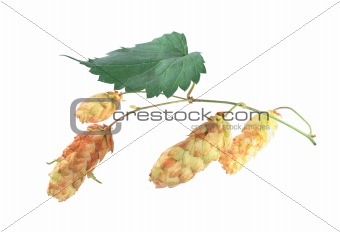 hop isolated on white