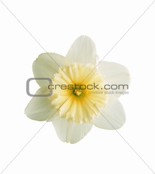 White and Yellow Color Daffodil Isolated on White Background