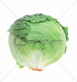 head of cabbage isolated on white background