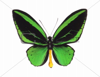 green butterfly (O priamus poseidon) isolated on white
