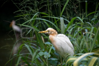 Herons on a lawn in jungle.