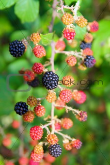 blackberry berries branch in plant selective focus