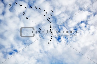 Canadian geese in flight