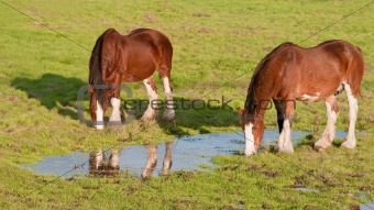 Two Clydesdale Horses Grazing