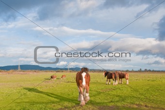 Herd of Clydesdale Horses
