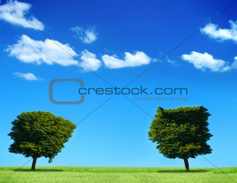 field and two trees