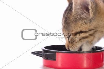 eating kitten