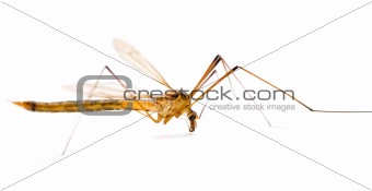mosquito macro
