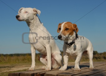 two jack russel terrier