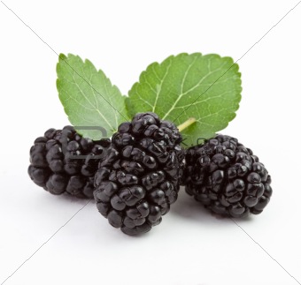 Mulberry with leaves on a white background