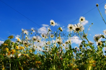 daisy flowers in summer