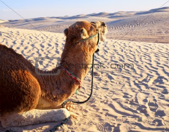 Camel lying on the sand in the desert