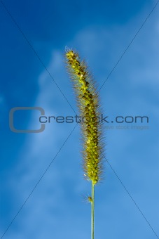 Foxtail green inflorescence closeup