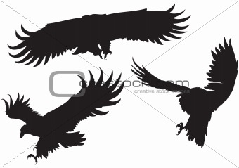 Eagles' silhouettes