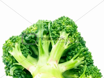 Broccoli the bottom view