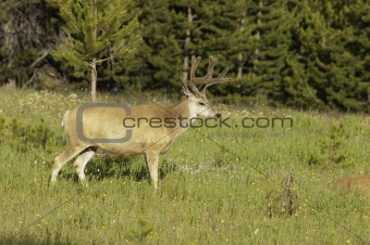 Yellowstone