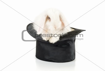 rabbit and black hat 