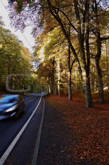 driving under fall with leaves and top