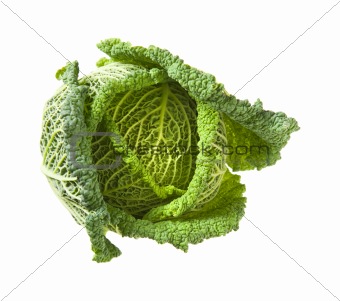 Savoy cabbage head isolated on white background;