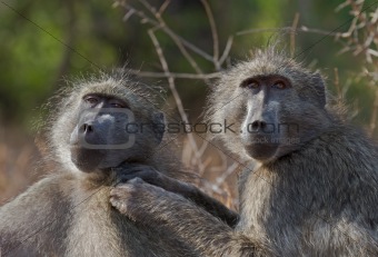 Chacma baboons engaging in mutual grooming