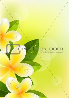 Tropic background with frangipani