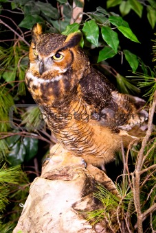 Captive Great Horned Owl Standing on Rock