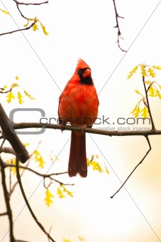 Wild Cardinal Perched On Branch
