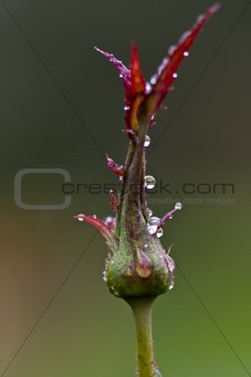 raindrops on  rose bud 2