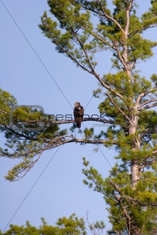 Wild Immature Bald Eagle Perched High In A Tree