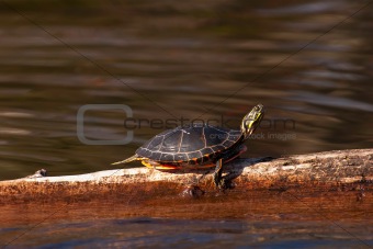 Wild Painted Turtle Sunning Himself On Log