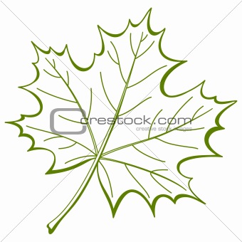 Leaf of a maple, vector