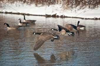 Canada Geese Flying Over a Pond