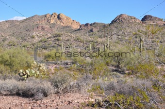 Cactus on Apache Trail