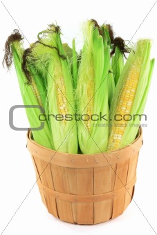 Ears of corn in a bushel. 
