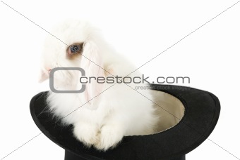 rabbit in black hat 