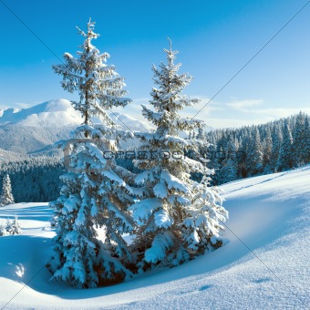 winter mountain and fir trees