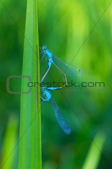 Two beautiful dragonfly