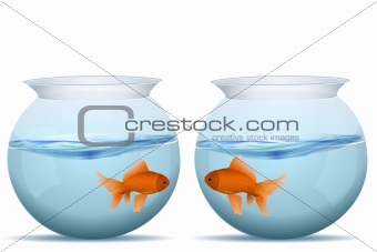 fishes in tanks