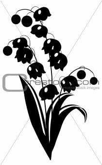 Black and white lily of the valley