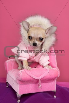 fashion chihuahua dog barbie style pink armchair