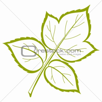 Leaf of raspberry, vector